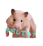 ハムの日常スタンプ（個別スタンプ：7）