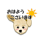 トイプードル ラウちゃんの可愛いスタンプ（個別スタンプ：16）