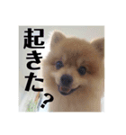 毛玉のスタンプ（個別スタンプ：4）