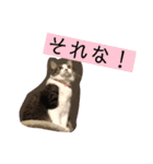 もーとちーのたまに使えるスタンプ（個別スタンプ：6）