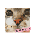 もーとちーのたまに使えるスタンプ（個別スタンプ：9）