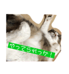 もーとちーのたまに使えるスタンプ（個別スタンプ：10）