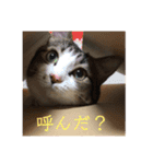 もーとちーのたまに使えるスタンプ（個別スタンプ：11）
