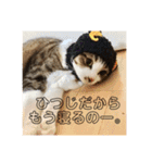 もーとちーのたまに使えるスタンプ（個別スタンプ：16）