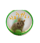 ハムスターのすち子（個別スタンプ：5）