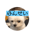 今日のモコ2（個別スタンプ：3）