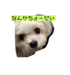 今日のモコ2（個別スタンプ：9）
