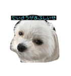 今日のモコ2（個別スタンプ：10）