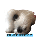 今日のモコ2（個別スタンプ：14）