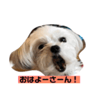 今日のモコ2（個別スタンプ：16）