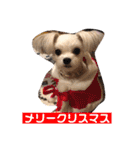 今日のモコ2（個別スタンプ：19）