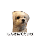 今日のモコ2（個別スタンプ：27）