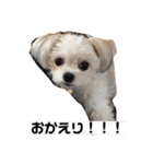今日のモコ2（個別スタンプ：31）
