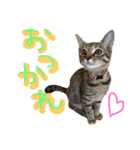 むーはな（個別スタンプ：1）