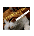 平和的に（個別スタンプ：7）