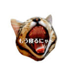 ベンガル ジル（個別スタンプ：1）
