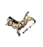 ベンガル ジル（個別スタンプ：3）