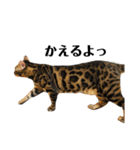 ベンガル ジル（個別スタンプ：18）