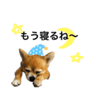 くぅぽんたろう（個別スタンプ：7）
