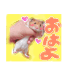 ハムハムデンくん2（個別スタンプ：3）