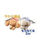 ちびたちなつぶやき（個別スタンプ：4）
