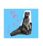 バルとベラ（個別スタンプ：1）
