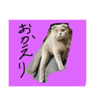 バルとベラ（個別スタンプ：2）