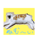 バルとベラ（個別スタンプ：4）