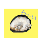 バルとベラ（個別スタンプ：8）