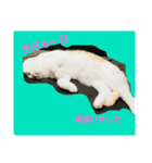 バルとベラ（個別スタンプ：14）