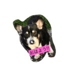 凛ちゃん可愛いね（個別スタンプ：3）
