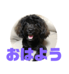 トイプードルとシーズーのMIX犬エマ5（個別スタンプ：1）