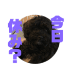 トイプードルとシーズーのMIX犬エマ5（個別スタンプ：5）