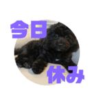 トイプードルとシーズーのMIX犬エマ5（個別スタンプ：6）