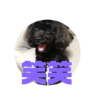 トイプードルとシーズーのMIX犬エマ5（個別スタンプ：7）
