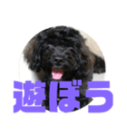 トイプードルとシーズーのMIX犬エマ5（個別スタンプ：9）