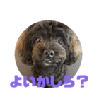 トイプードルとシーズーのMIX犬エマ5（個別スタンプ：10）