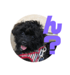 トイプードルとシーズーのMIX犬エマ5（個別スタンプ：12）