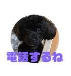 トイプードルとシーズーのMIX犬エマ5（個別スタンプ：13）