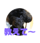 トイプードルとシーズーのMIX犬エマ5（個別スタンプ：15）