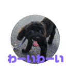 トイプードルとシーズーのMIX犬エマ5（個別スタンプ：18）