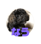 トイプードルとシーズーのMIX犬エマ5（個別スタンプ：20）