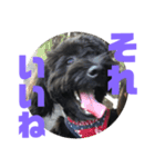 トイプードルとシーズーのMIX犬エマ5（個別スタンプ：21）
