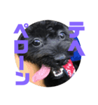 トイプードルとシーズーのMIX犬エマ5（個別スタンプ：23）