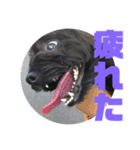 トイプードルとシーズーのMIX犬エマ5（個別スタンプ：24）