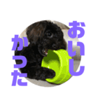 トイプードルとシーズーのMIX犬エマ5（個別スタンプ：26）