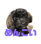 トイプードルとシーズーのMIX犬エマ5（個別スタンプ：29）