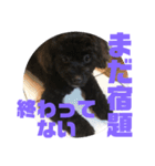 トイプードルとシーズーのMIX犬エマ5（個別スタンプ：30）
