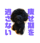 トイプードルとシーズーのMIX犬エマ5（個別スタンプ：31）