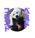 トイプードルとシーズーのMIX犬エマ5（個別スタンプ：33）